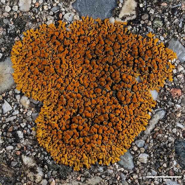 diskovník oranžový Xanthoria elegans (Link) Th. Fr.