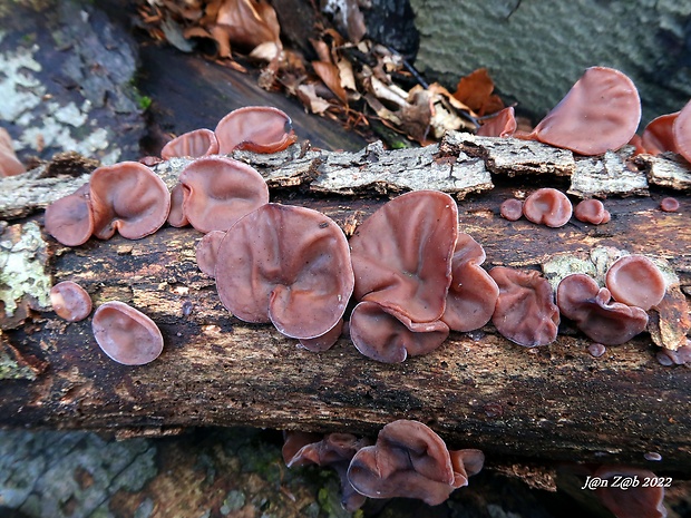 uchovec bazový Auricularia auricula-judae (Bull.) Quél.