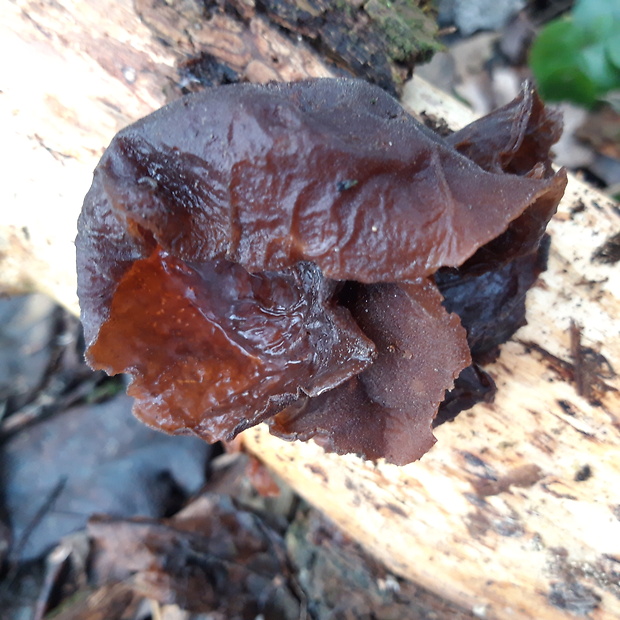 uchovec bazový Auricularia auricula-judae (Bull.) Quél.