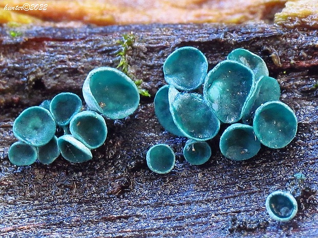 zelenica Chlorociboria sp.