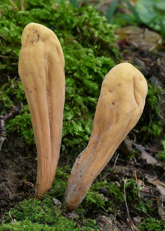 kyjak obrovský Clavariadelphus pistillaris (Fr.) Donk