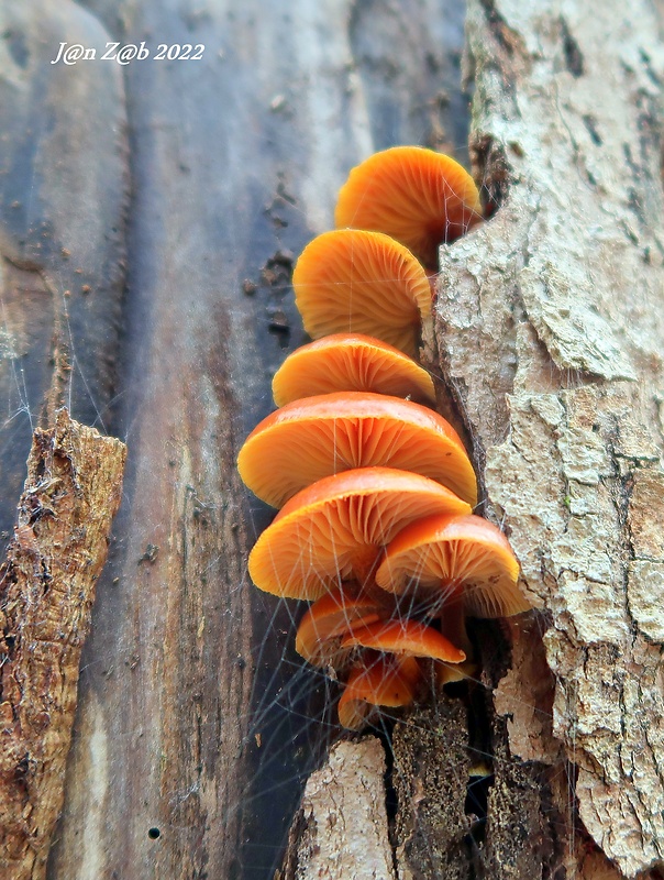 plamienka Flammulina sp.