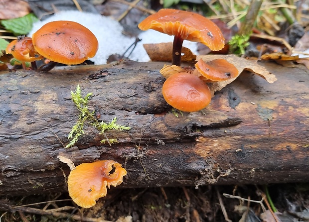 plamienka Flammulina sp.