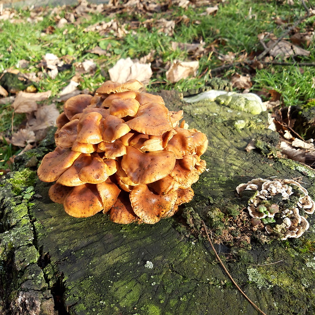 plamienka Flammulina sp.