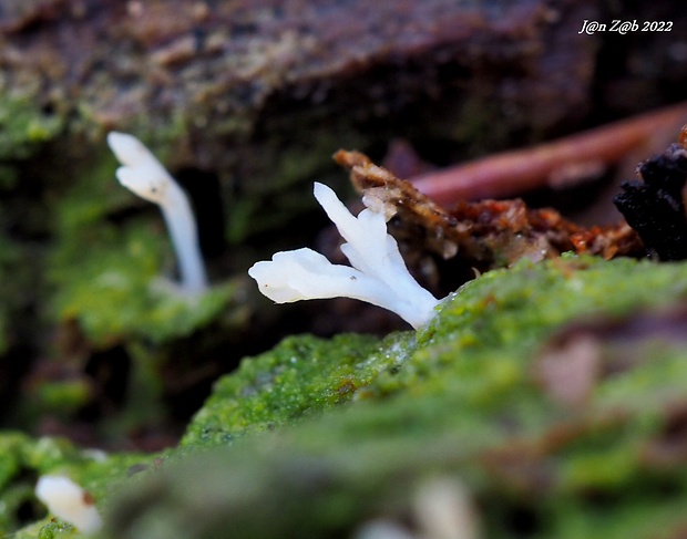 lentária slizká Multiclavula mucida (Pers.) R.H. Petersen