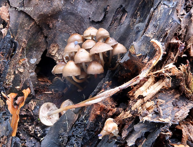 prilbička inovaťová Mycena leptocephala (Pers.) Gillet