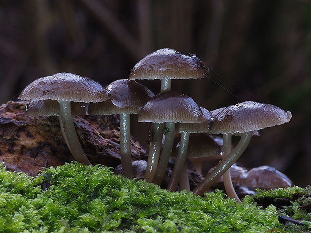 prilbička hnedosivá Mycena tintinnabulum (Paulet) Quél.