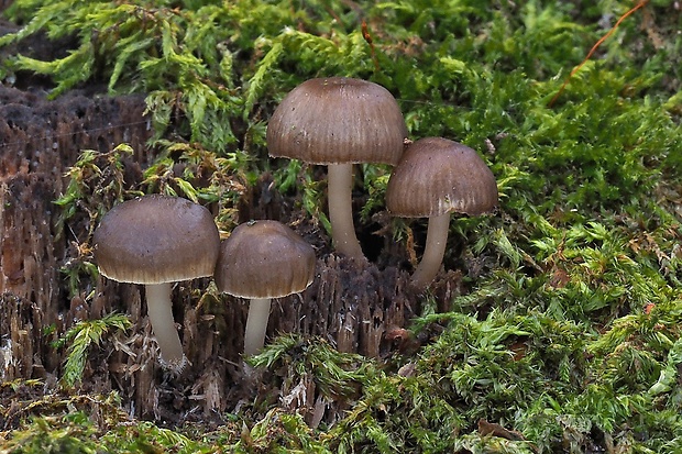 prilbička hnedosivá Mycena tintinnabulum (Paulet) Quél.