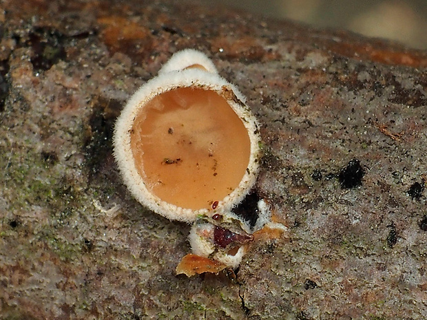 škľabka plstnatá Schizophyllum amplum (Lév.) Nakasone