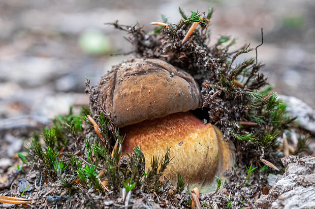 hríb zrnitohlúbikový Sutorius luridiformis (Rostk.) G. Wu & Zhu L. Yang