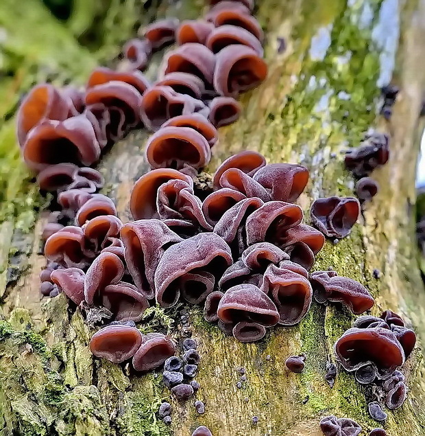 uchovec bazový Auricularia auricula-judae (Bull.) Quél.