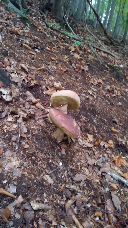 hríb sosnový Boletus pinophilus Pil. et Dermek in Pil.