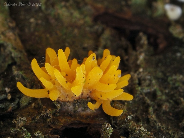 parôžkovec malý Calocera cornea (Fr.) Loud.