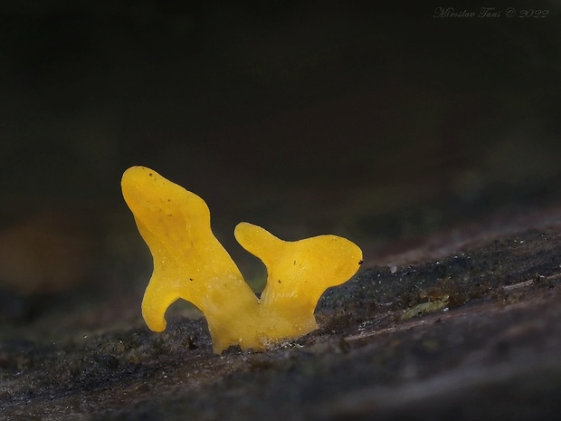 parôžkovec Calocera furcata