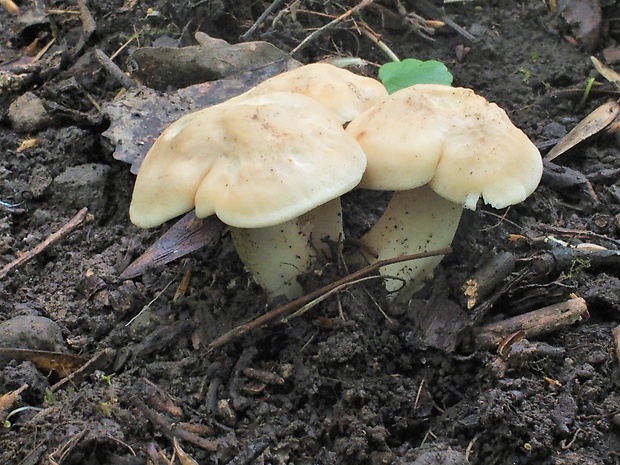 čírovnica májová Calocybe gambosa (Fr.) Donk