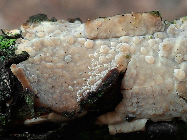 pevnúšik dvojfarebný Laxitextum bicolor (Pers.) Lentz