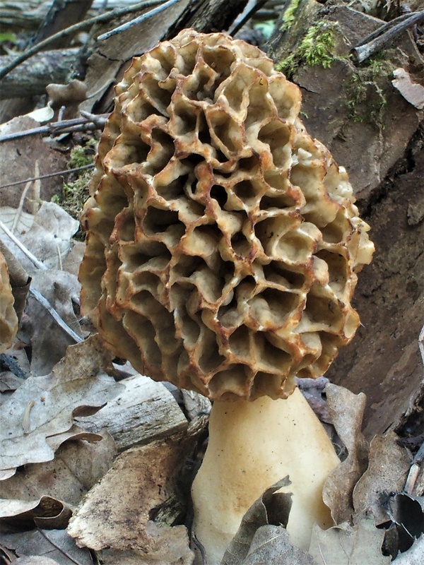 smrčok jedlý Morchella esculenta (L.) Pers.