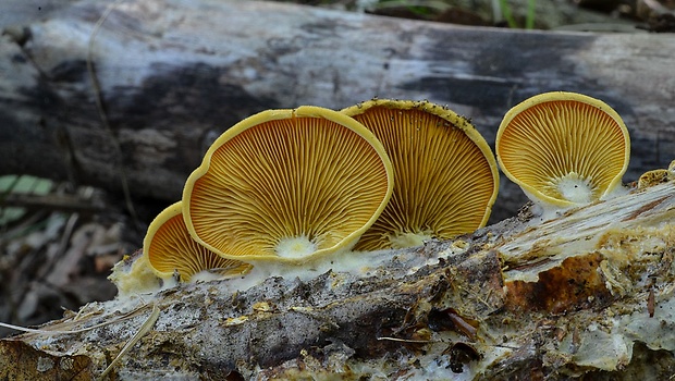 hlivník hniezdovitý Phyllotopsis nidulans (Pers.) Singer