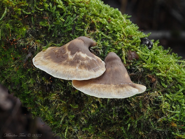 pňovka Tectella patellaris (Fr.) Murrill