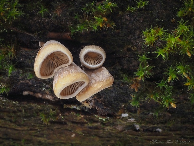 pňovka Tectella patellaris (Fr.) Murrill