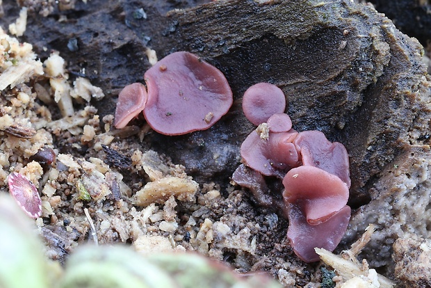 vrtidlovka Ascocoryne sp.