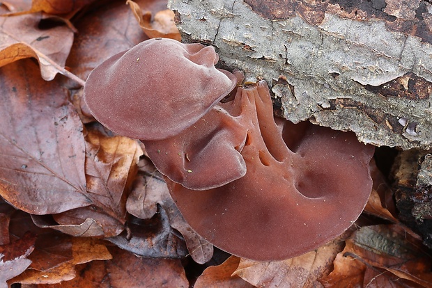 uchovec bazový Auricularia auricula-judae (Bull.) Quél.