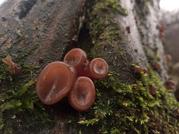 uchovec bazový Auricularia auricula-judae (Bull.) Quél.