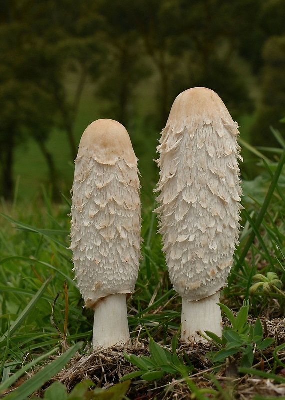 hnojník obyčajný Coprinus comatus (O.F. Müll.) Pers.