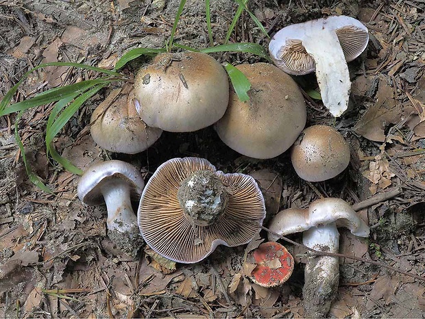 pavučinovec živofialový Cortinarius lividoviolaceus (Rob. Henry ex M.M. Moser) M.M. Moser