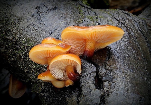 plamienka Flammulina sp.