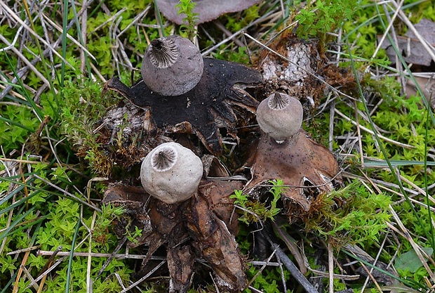 hviezdovka Schmidelova Geastrum schmidelii Vittad.