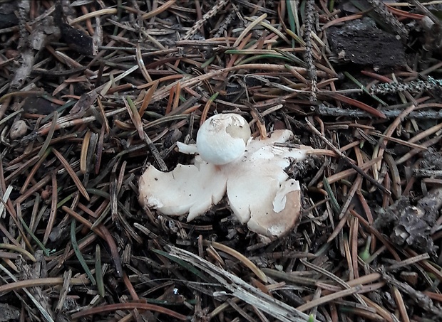 hviezdovka golierikovitá Geastrum striatum DC.