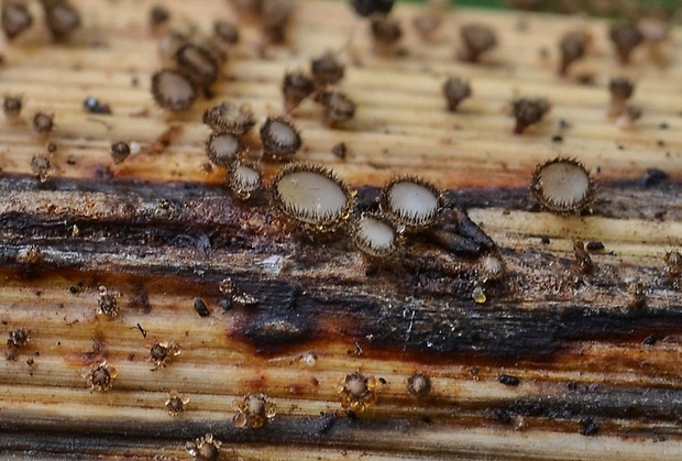 lachnetka hniezdovitá Lasiobelonium nidulum (J.C. Schmidt & Kunze) Spooner