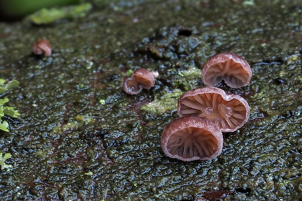 pňovka fialovohnedá Panellus violaceofulvus (Batsch) Singer