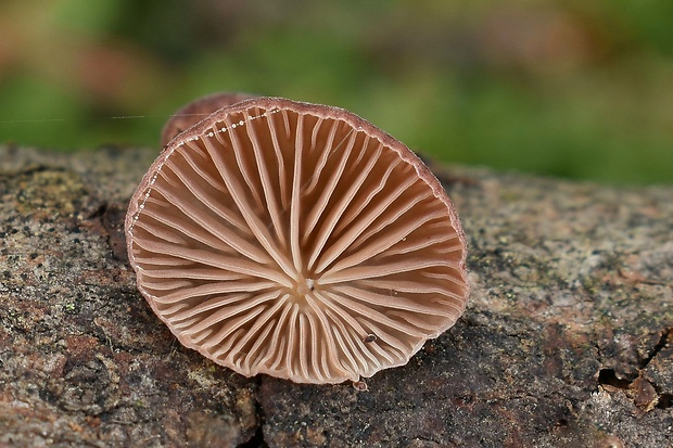 pňovka fialovohnedá Panellus violaceofulvus (Batsch) Singer