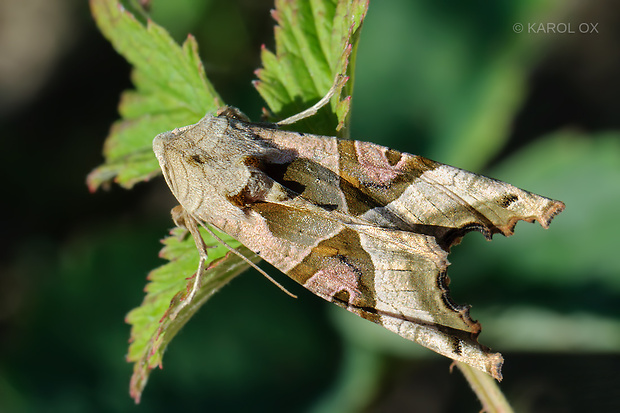 sivkavec mramorovaný Phlogophora meticulosa