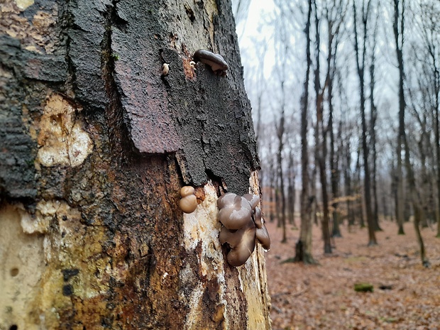 hliva ustricovitá Pleurotus ostreatus (Jacq.) P. Kumm.