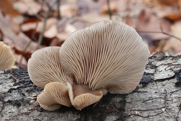 hliva buková Pleurotus pulmonarius (Fr.) Quél.