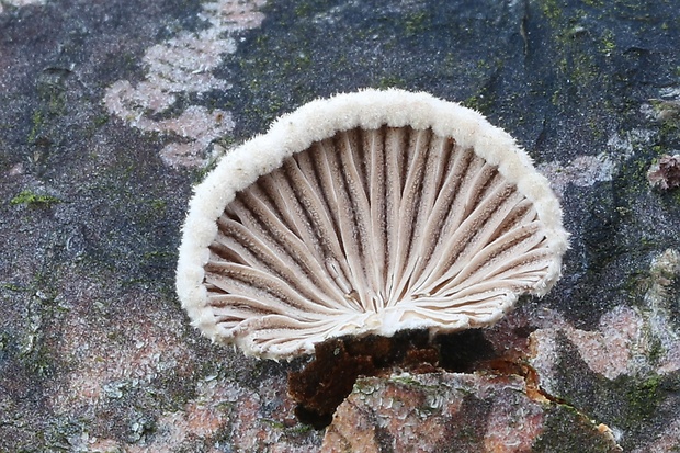 klanolupeňovka obyčajná Schizophyllum commune Fr.