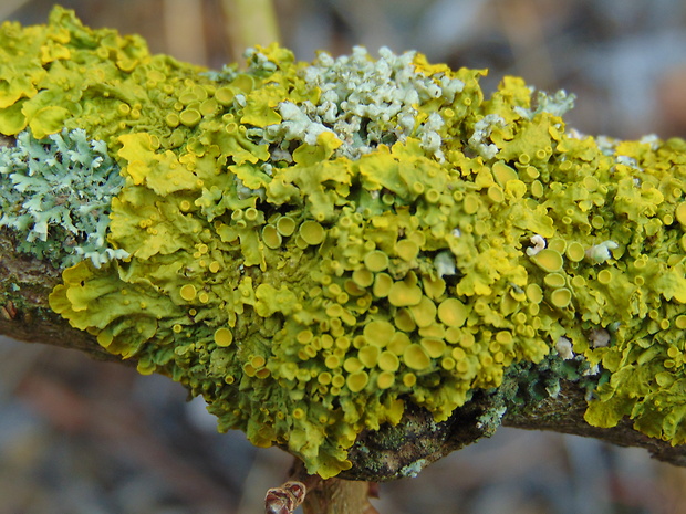 diskovník múrový Xanthoria parietina var. parietina (L.) Th. Fr.