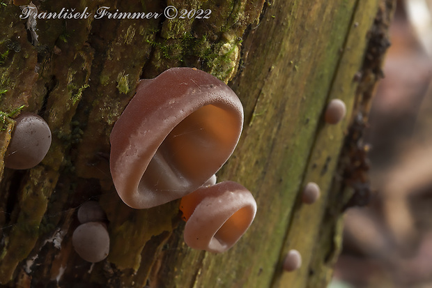 uchovec bazový Auricularia auricula-judae (Bull.) Quél.