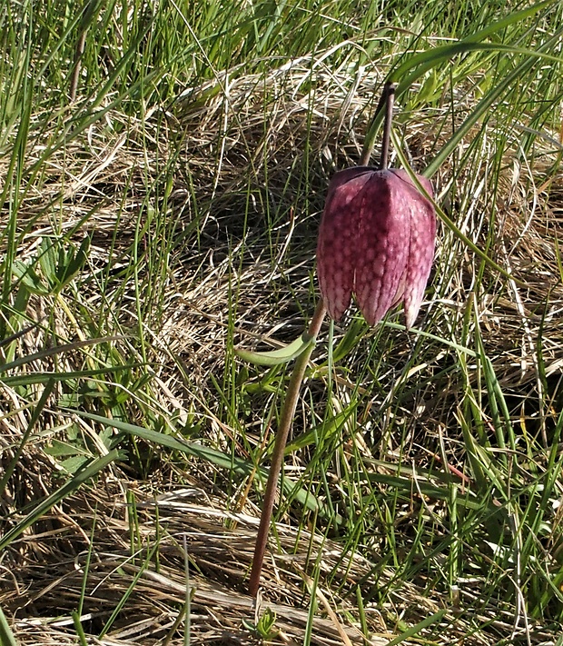 korunkovka strakatá Fritillaria meleagris L.