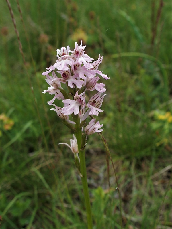 neotinea trojzubá Neotinea tridentata (Scop.) R. M. Bateman, Pridceon et M. W. Chase