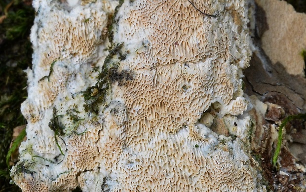 ostropórovec kôrový Oxyporus corticola (Fr.) Ryvarden