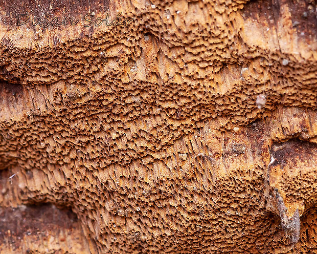 dubovnica pružná Pachykytospora tuberculosa (Fr.) Kotl. & Pouzar