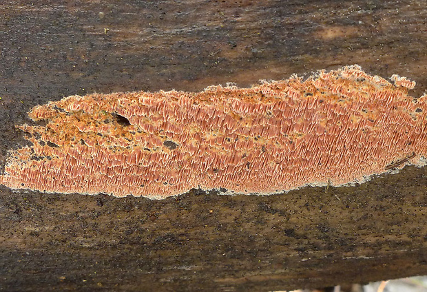 voskopórovka purpurová Ceriporia purpurea (Fr.) Donk