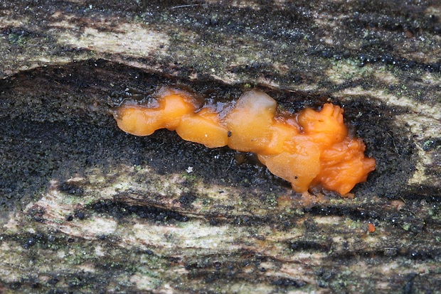 slzovec Dacrymyces sp.