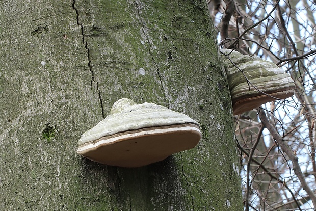 práchnovec kopytovitý Fomes fomentarius (L.) J.J. Kickx