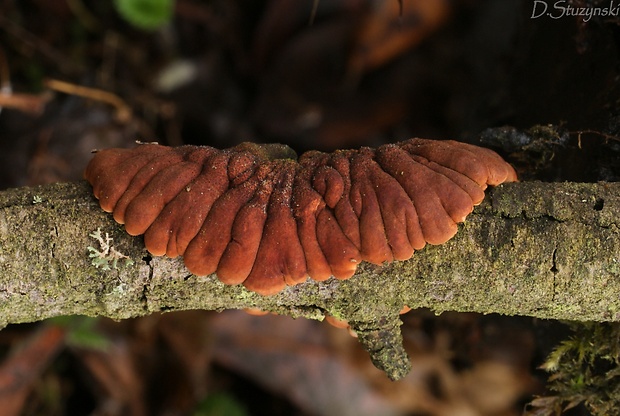 mäsovka lišajníková Hypocreopsis lichenoides (Tode) Seaver