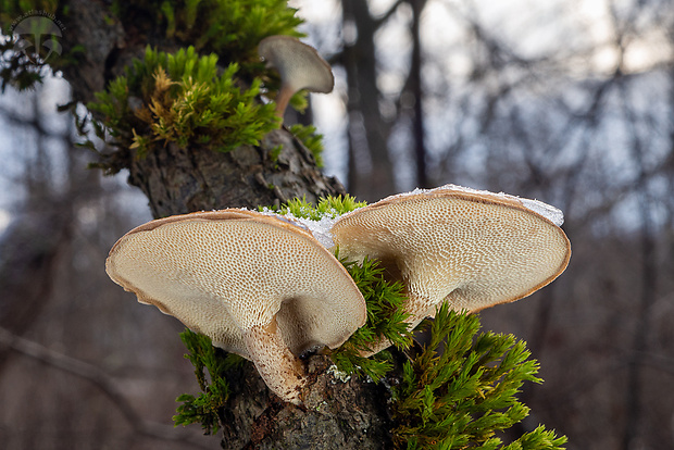 trúdnik zimný Lentinus brumalis (Pers.) Zmitr.